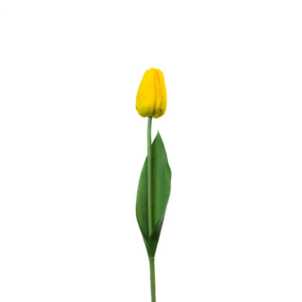 Yellow Tulip - Each