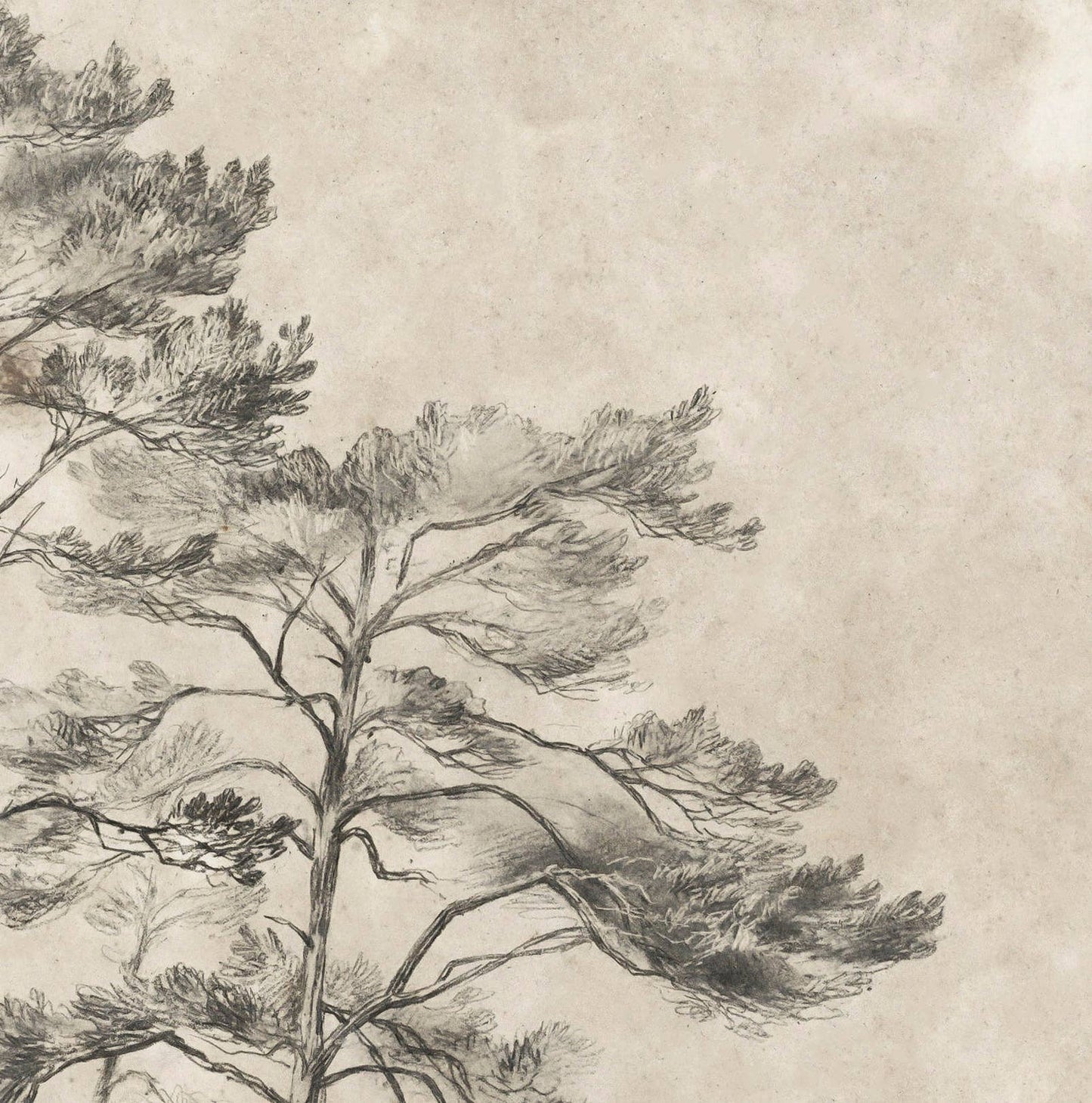 Tree Sketch ll Vintage Art Print