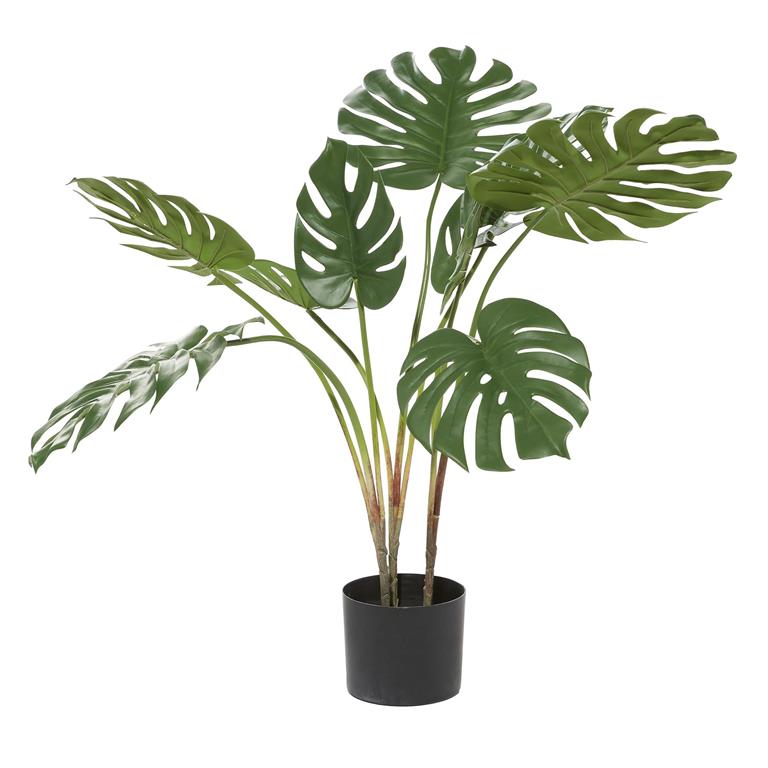 Tropical Foliage